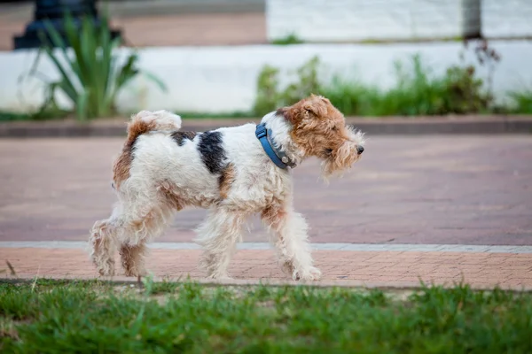 Hermoso perro. Retrato de perro joven jugando. Fox Terrier —  Fotos de Stock