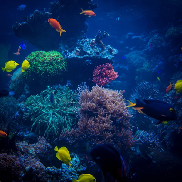 Tropiska fiskar möts i blå coral sea vatten korallrevsakvarium. Unde — Stockfoto