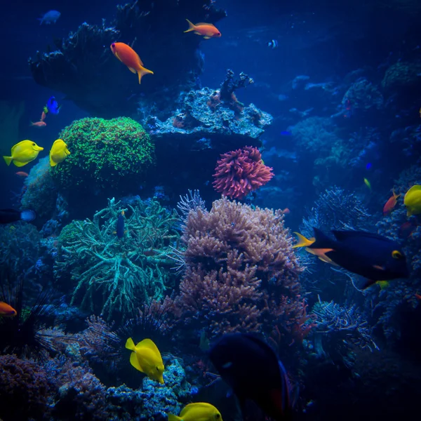 tropical fishes meet in blue coral reef sea water aquarium. Unde