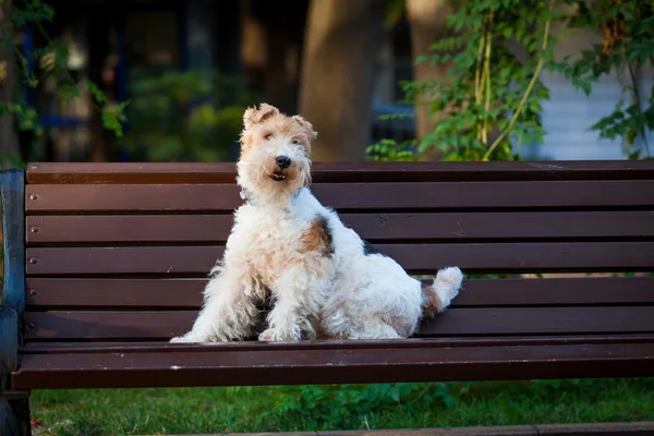 Schöner Hund. Porträt junger Hund beim Spielen — Stockfoto