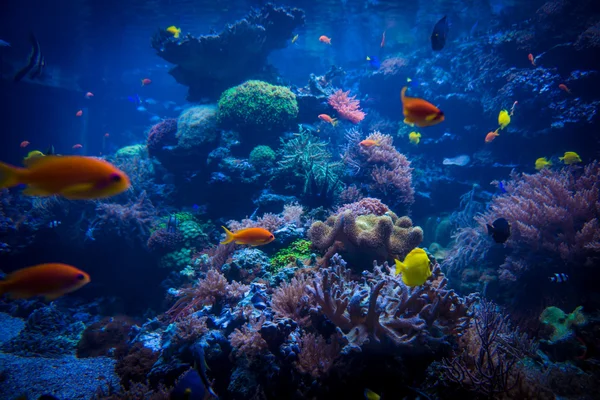 Tropical fishes meet in blue coral reef sea water aquarium. Unde — Stock Photo, Image