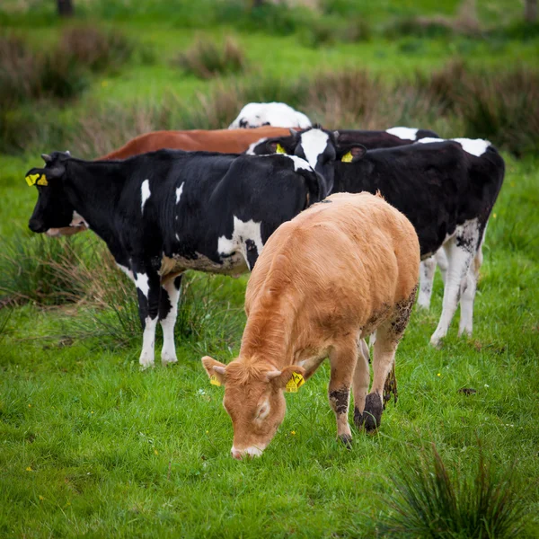 Un branco di mucche. Mucche su un campo verde. Mucche sul campo — Foto Stock