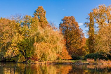 sonbahar orman manzara. Altın sonbahar sahne. Sonbahar. Sonbahar. A