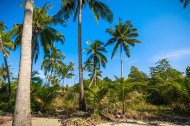 mavi gökyüzünde güzel palmiye ağaçları. Hindistan cevizi palmiye ağaçları. Palm tre