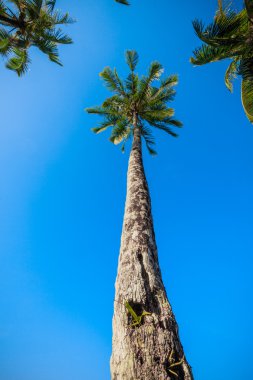 mavi gökyüzünde güzel palmiye ağaçları. Hindistan cevizi palmiye ağaçları. Palm tre
