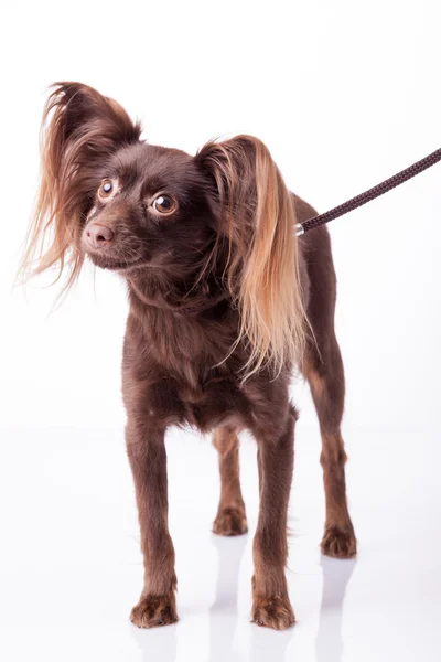 Lindo juguete ruso terrier sobre un fondo blanco — Foto de Stock