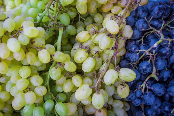 Grape. Wine grapes background.Dark grapes, blue grapes, white gr
