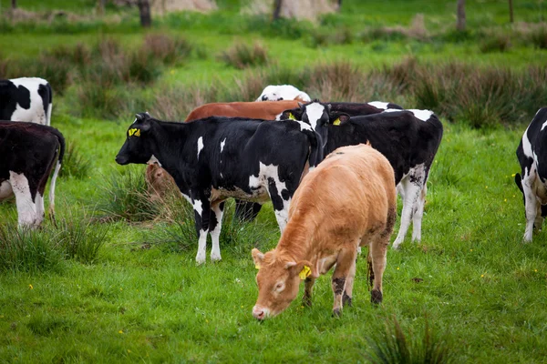 Un branco di mucche. Mucche su un campo verde. Mucche sul campo — Foto Stock