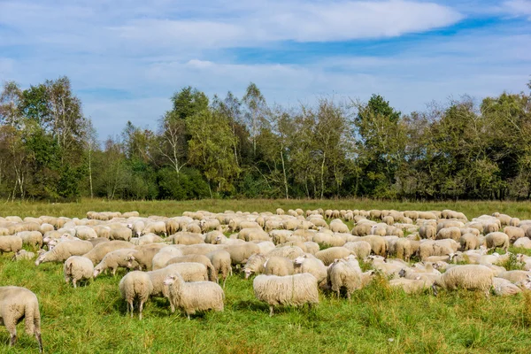 Nyáj birka legelészik. juh-rét. — Stock Fotó