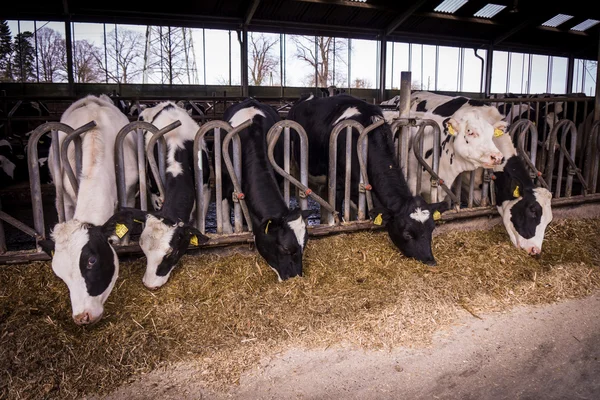 Vacas numa quinta. Vacas leiteiras  . — Fotografia de Stock
