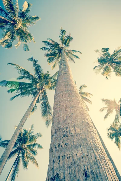 Vintge Palm Trees. palm trees in vintage style. Palm trees  vint — Stock Photo, Image
