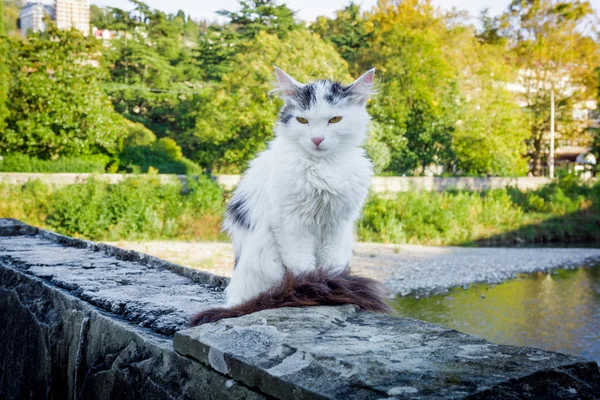Gato de rua. branco sem-teto gato ao ar livre sentado sozinho — Fotografia de Stock