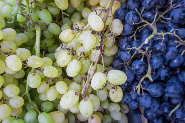 Grape. Wine grapes background.Dark grapes, blue grapes, white gr