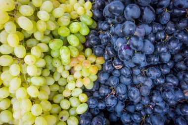 Üzüm. Şaraplık arka plan. Kara üzüm, mavi üzüm, beyaz gr