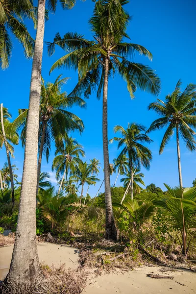 Nice palm trees in the blue  sky.  Coconut palm trees.  palm tre — Stock Photo, Image