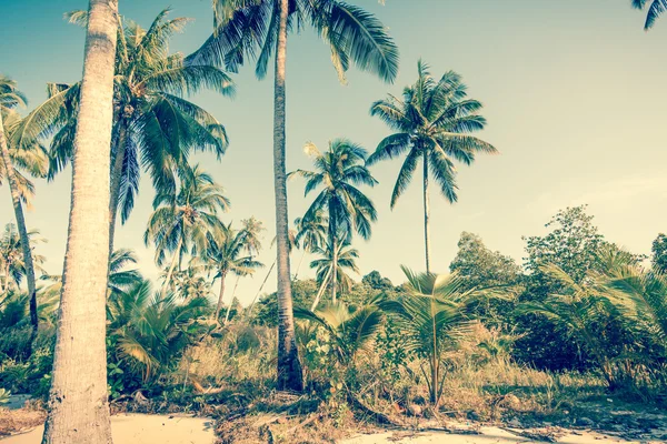 Vintge Palm Trees. palm trees in vintage style. Palm trees  vint — Stock Photo, Image