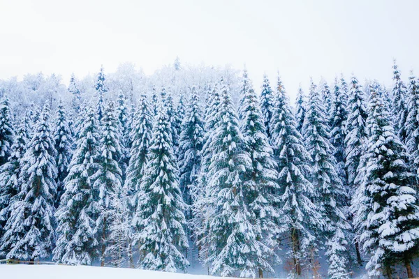 Pokryte śniegiem zima drzewo. Piękny krajobraz zimowy. zimowe ba — Zdjęcie stockowe