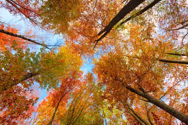 Autumn Trees Leaves. Paisaje otoñal — Foto de Stock