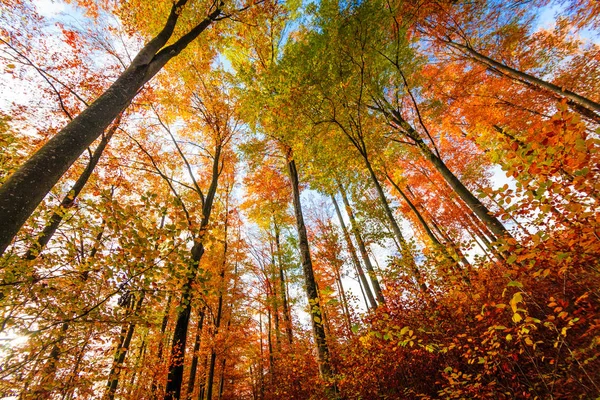 Autumn Trees Leaves. Paisaje otoñal — Foto de Stock