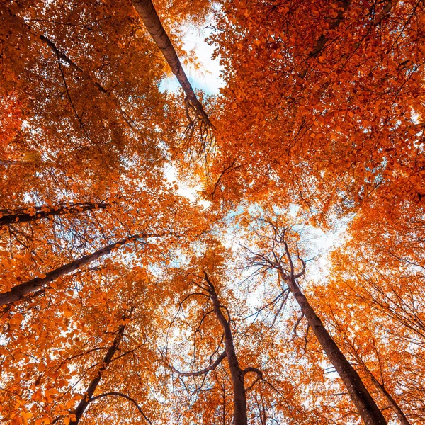 Hermoso bosque de otoño. Paisaje otoñal. Parque en otoño — Foto de Stock