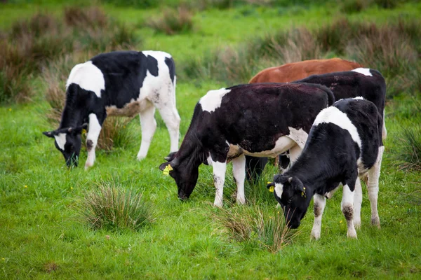 Manada de vacas. Vacas en un campo verde. Vacas en el campo —  Fotos de Stock