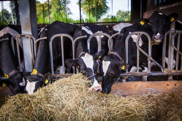 Bir çiftlikte inekler. süt inekleri . — Stok fotoğraf