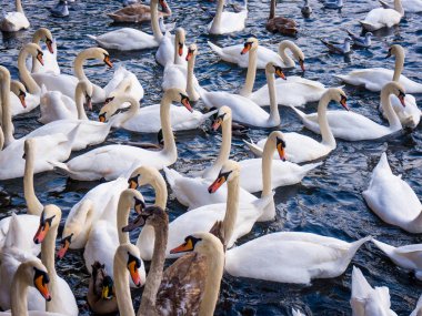 Beyaz kuğu. kuğular gölde. Grup Kuğu