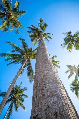 mavi gökyüzünde güzel palmiye ağaçları. Hindistan cevizi palmiye ağaçları. Palm tre