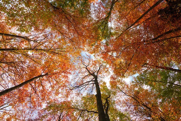 Autumn Trees Leaves. Paisaje otoñal — Foto de Stock