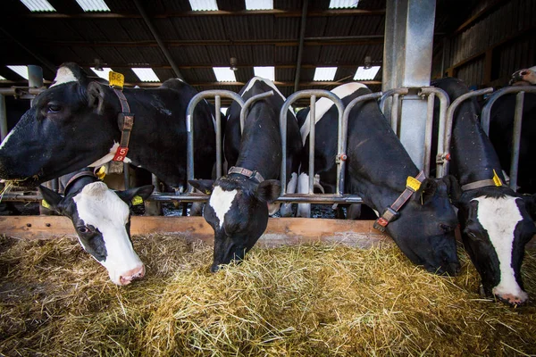 Vaches dans une ferme. Vaches laitières  . — Photo