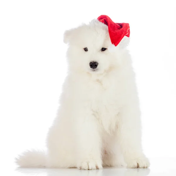 흰색 배경에 고립 Samoyed 강아지 — 스톡 사진