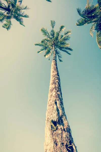 Винтге пальмовые деревья. пальмы в винтажном стиле. Винт из пальм — стоковое фото