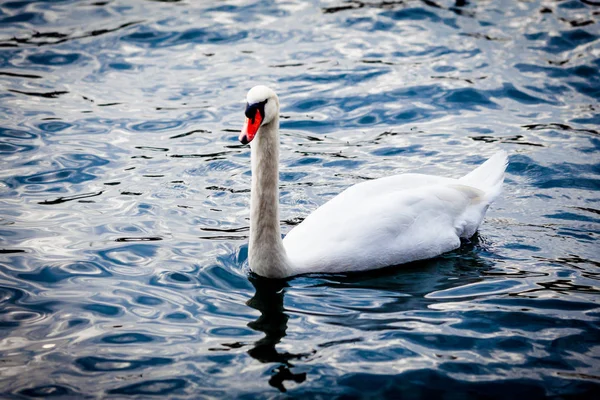 Bílá labuť na jezeře. Labuť na vodě. Labuť — Stock fotografie