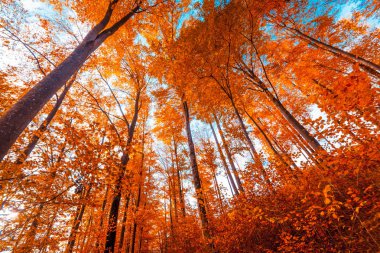 Güzel sonbahar orman. Sonbahar manzara. Park Güz