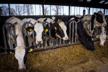 bir çiftlikte inekler. süt inekleri . 