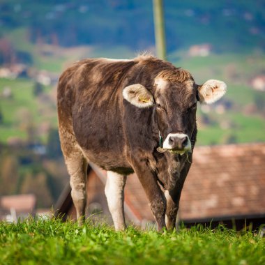 Yeşil Yaz çayır on inek. İnekler üzerinde yeşil bir alana. İsviçre inek