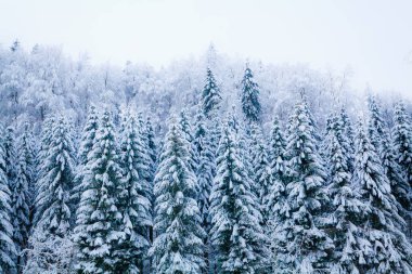 kış kar kaplı ağaç. Kış güzel manzara. Kış ba