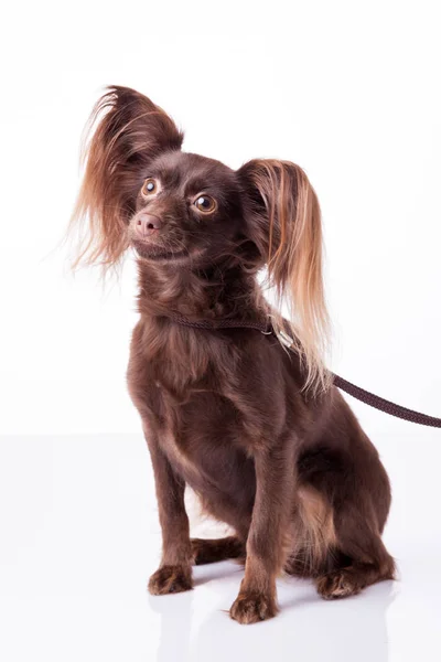 Bonito brinquedo russo terrier no um fundo branco — Fotografia de Stock