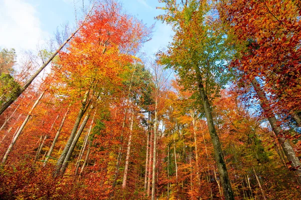 Herbstbäume gehen. Herbstlandschaft — Stockfoto