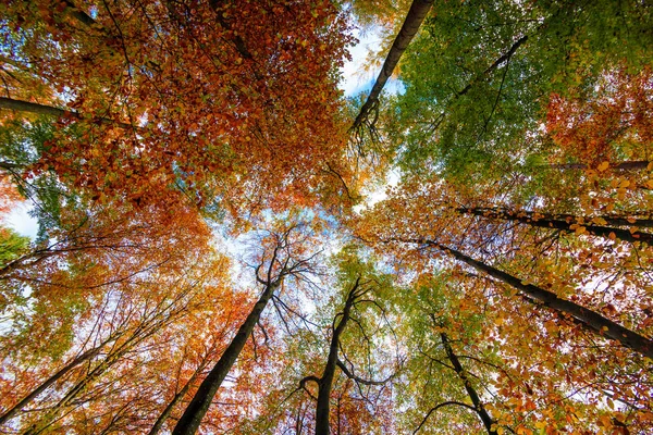 Φθινόπωρο δέντρα φύλλα. Φθινοπωρινό τοπίο — Φωτογραφία Αρχείου