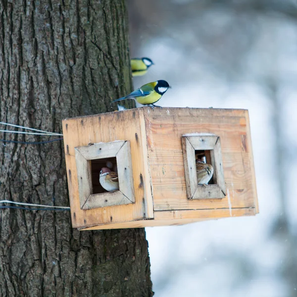 Foderautomater. trädkoja för fåglarna. Fågelmatare i vinter p — Stockfoto