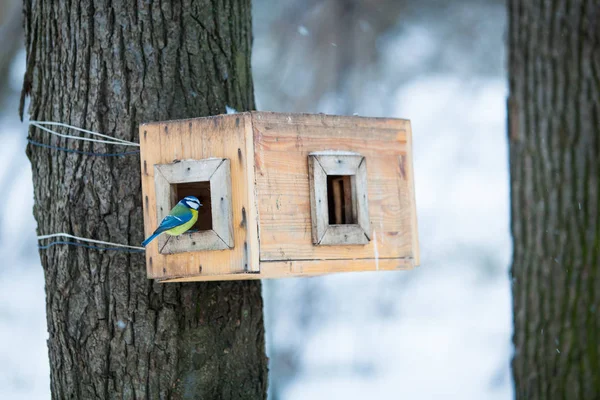 Foderautomater. trädkoja för fåglarna. Fågelmatare i vinter p — Stockfoto