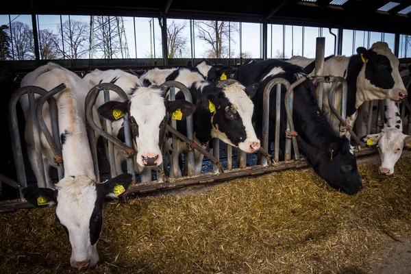 Vaches dans une ferme. Vaches laitières  . — Photo