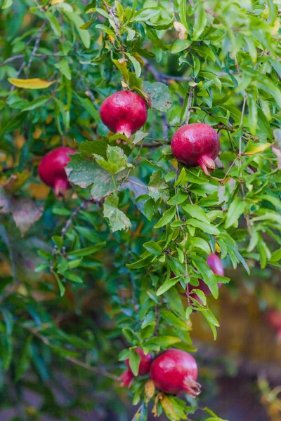 Гранатовые плоды на дереве. — стоковое фото