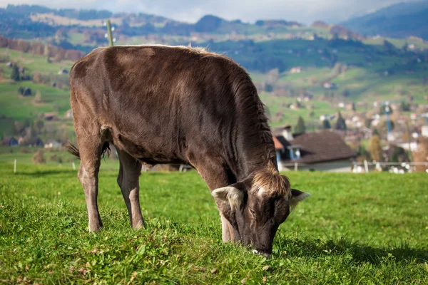 Kráva na louce zelené letní. Krávy na zelené louce. Švýcarský kráva — Stock fotografie