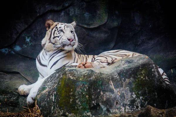 Белый тигр. Тигр на скале — стоковое фото
