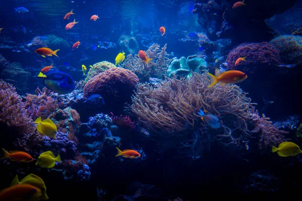 Trópusi halfajták találkoznak kék korallzátony tengeri víz akvárium. Unde — Stock Fotó