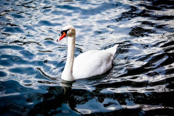 Vit svan på sjön. Swan på vatten. Knölsvan — Stockfoto