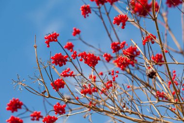 Kartopu (viburnum opulus) çilek wi içinde açık yaprakları ile