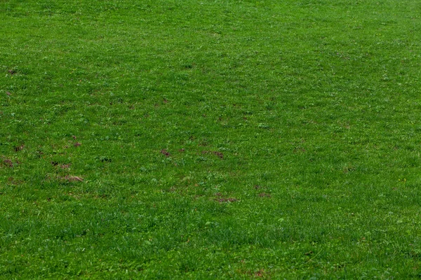 Zielona trawa. Tło zielony trawa — Zdjęcie stockowe
